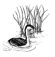 Drawing: Western Grebe.